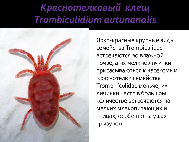 Краснотелковый клещ Trombiculidium autunanalis Ярко-красные крупные виды семейства Trombiculidae встречаются во