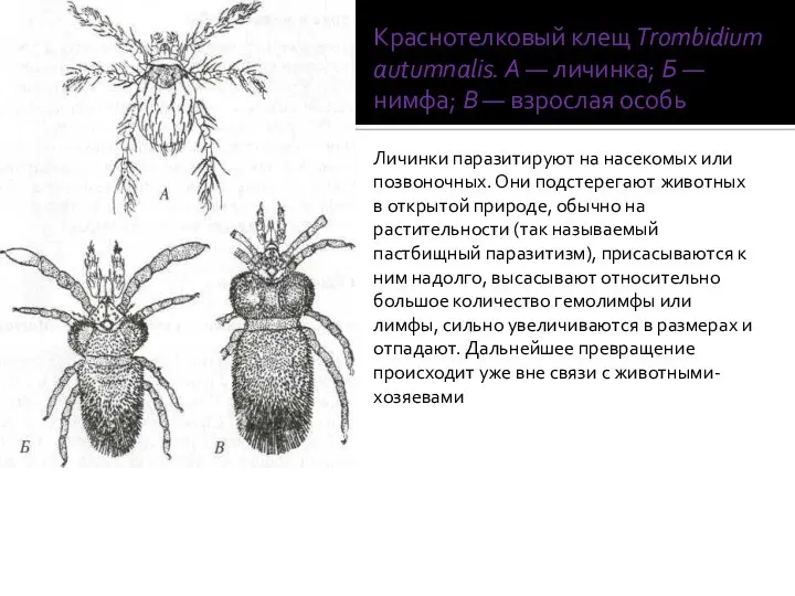 Краснотелковый клещ Trombidium autumnalis. A — личинка; Б — нимфа; В