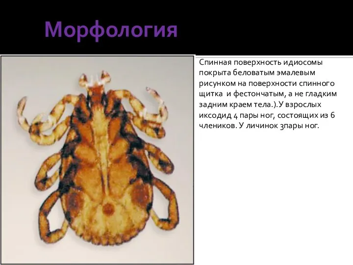 Морфология Спинная поверхность идиосомы покрыта беловатым эмалевым рисунком на поверхности спинного