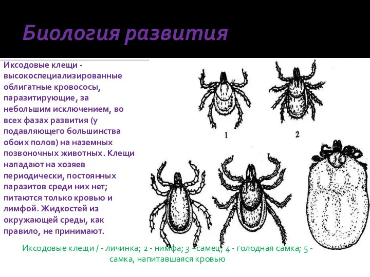 Биология развития Иксодовые клещи - высокоспециализированные облигатные кровососы, паразитирующие, за небольшим