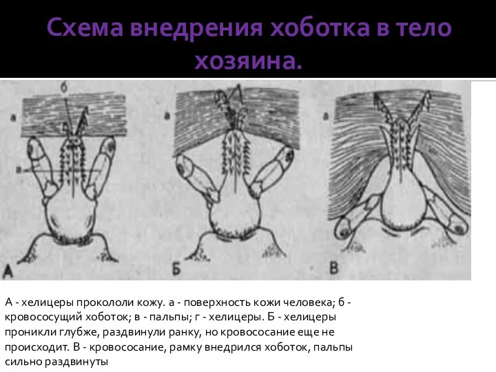 Схема внедрения хоботка в тело хозяина. А - хелицеры прокололи кожу.