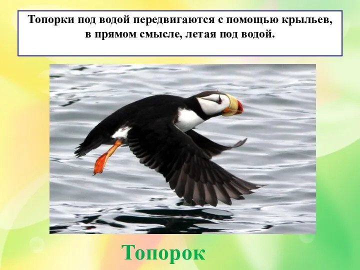 Топорки под водой передвигаются с помощью крыльев, в прямом смысле, летая под водой. Топорок