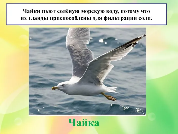 Чайки пьют солёную морскую воду, потому что их гланды приспособлены для фильтрации соли. Чайка