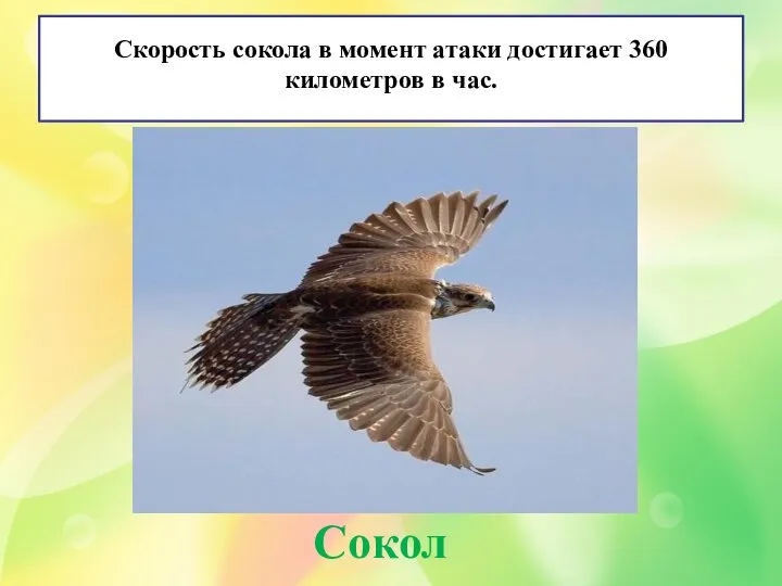 Скорость сокола в момент атаки достигает 360 километров в час. Сокол