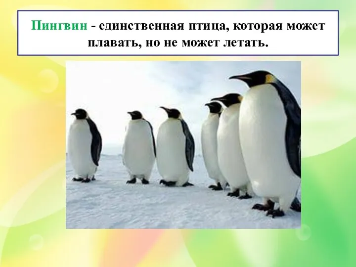 Пингвин - единственная птица, которая может плавать, но не может летать.