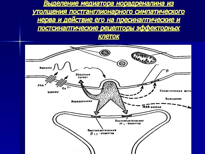 Выделение медиатора норадреналина из утолщения постганглионарного симпатического нерва и действие его