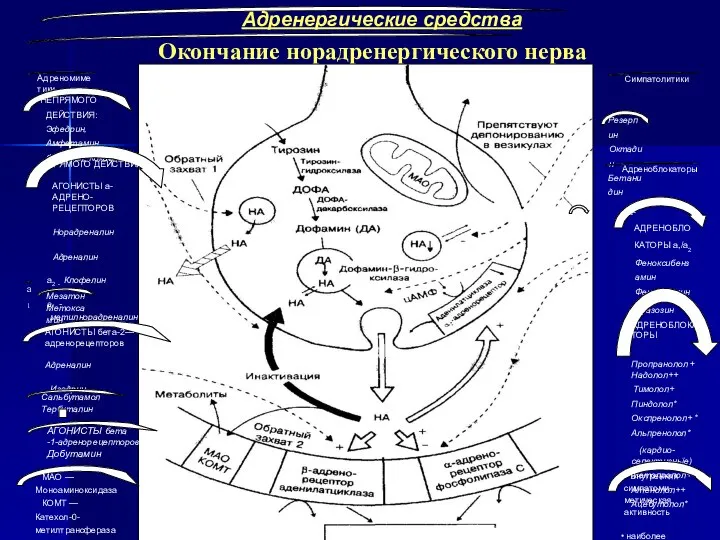 Адренергические средства Окончание норадренергического нерва Адреномиметики Симпатолитики НЕПРЯМОГО ДЕЙСТВИЯ: Эфедрин, Амфетамин