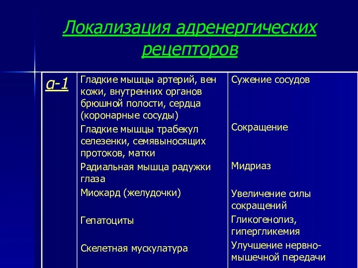 Локализация адренергических рецепторов