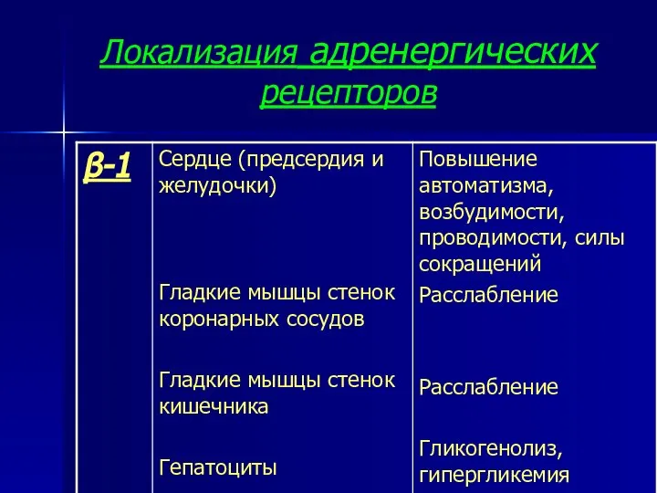 Локализация адренергических рецепторов