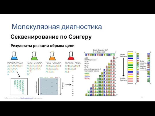 Молекулярная диагностика Секвенирование по Сэнгеру