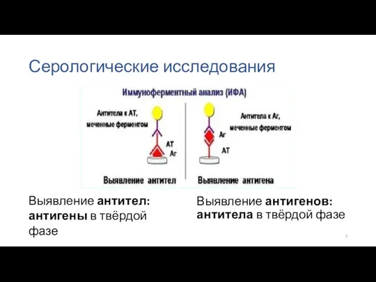 Серологические исследования Выявление антигенов: антитела в твёрдой фазе Выявление антител: антигены в твёрдой фазе