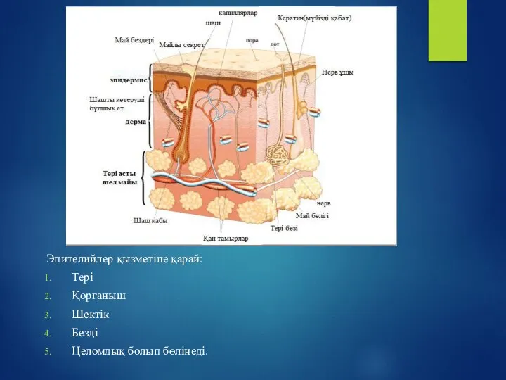 Эпителийлер қызметіне қарай: Тері Қорғаныш Шектік Безді Целомдық болып бөлінеді.