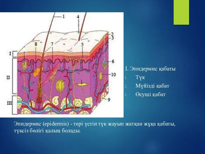 Эпидермис (epidermis) - терi үстiн түк жауып жатқан жұқа қабаты, түксiз