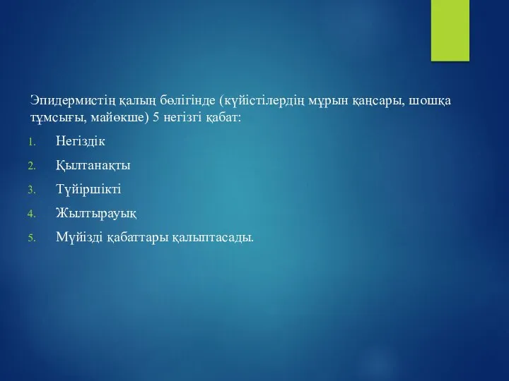 Эпидермистiң қалың бөлiгiнде (күйiстiлердің мұрын қаңсары, шошқа тұмсығы, майөкше) 5 негiзгi