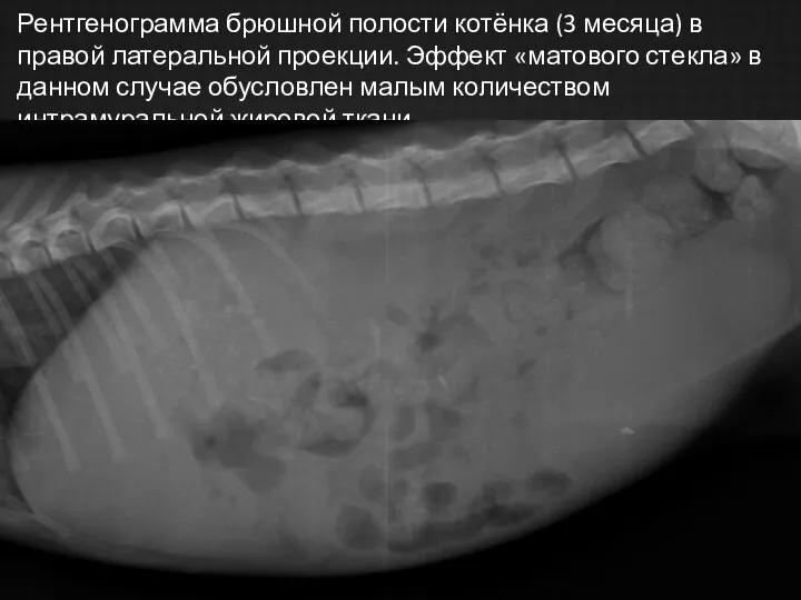 Рентгенограмма брюшной полости котёнка (3 месяца) в правой латеральной проекции. Эффект