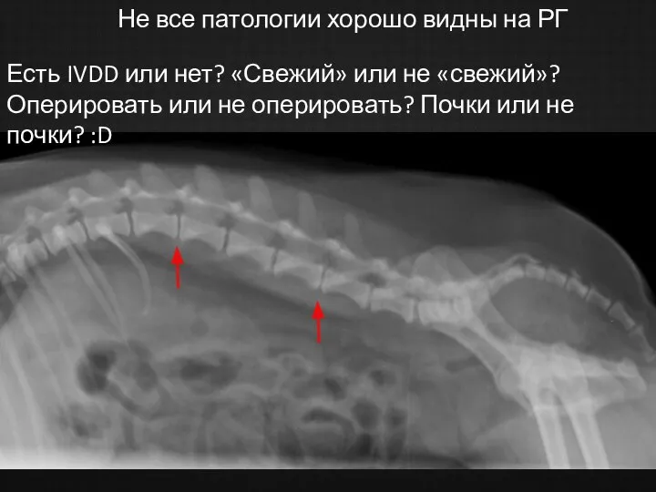 Не все патологии хорошо видны на РГ Есть IVDD или нет?