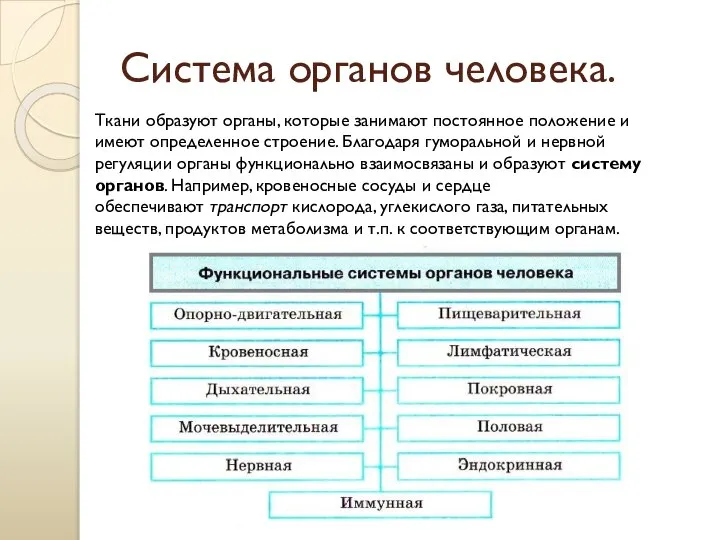 Система органов человека. Ткани образуют органы, которые занимают постоянное положение и