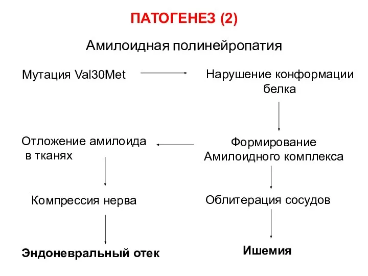 Амилоидная полинейропатия Мутация Val30Met Нарушение конформации белка Формирование Амилоидного комплекса Облитерация