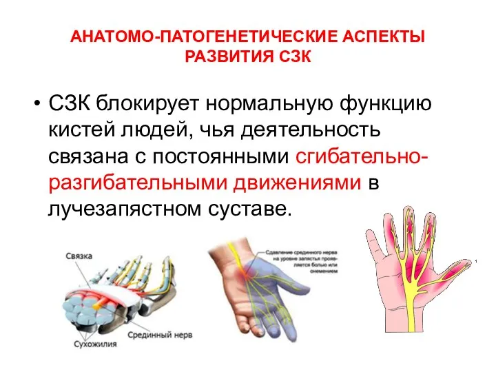 АНАТОМО-ПАТОГЕНЕТИЧЕСКИЕ АСПЕКТЫ РАЗВИТИЯ СЗК СЗК блокирует нормальную функцию кистей людей, чья