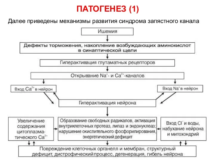 ПАТОГЕНЕЗ (1) Далее приведены механизмы развития синдрома запястного канала