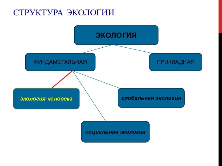 СТРУКТУРА ЭКОЛОГИИ ЭКОЛОГИЯ ФУНДАМЕТАЛЬНАЯ ПРИКЛАДНАЯ экология человека социальная экология глобальная экология