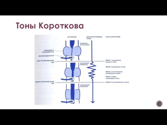 Тоны Короткова