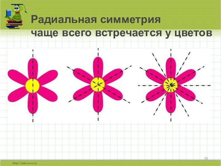 Радиальная симметрия чаще всего встречается у цветов