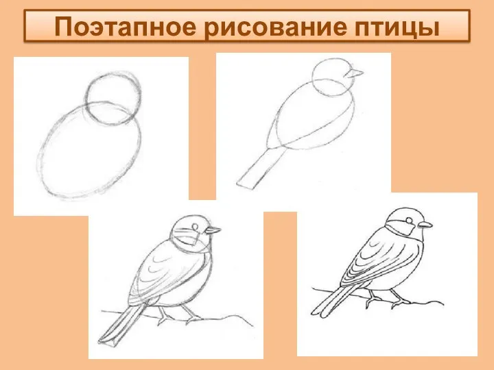 Поэтапное рисование птицы