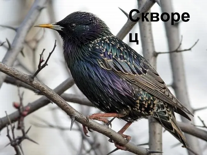 Скворец