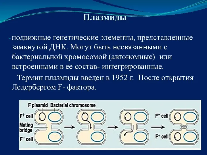 Плазмиды подвижные генетические элементы, представленные замкнутой ДНК. Могут быть несвязанными с