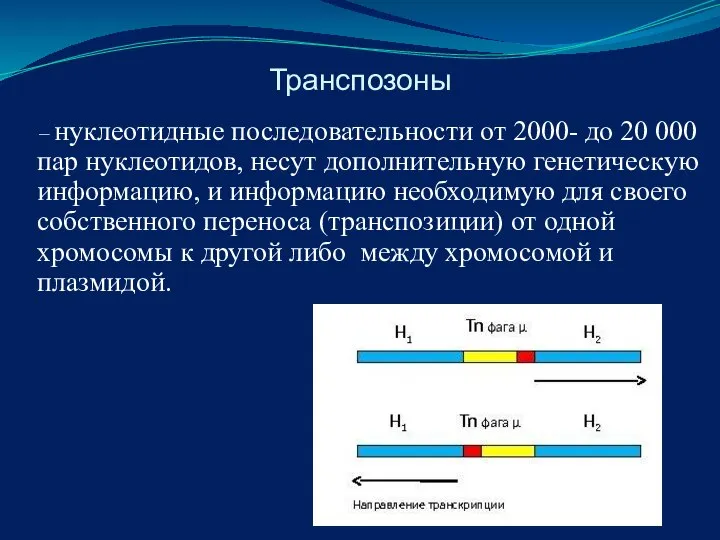 Транспозоны – нуклеотидные последовательности от 2000- до 20 000 пар нуклеотидов,