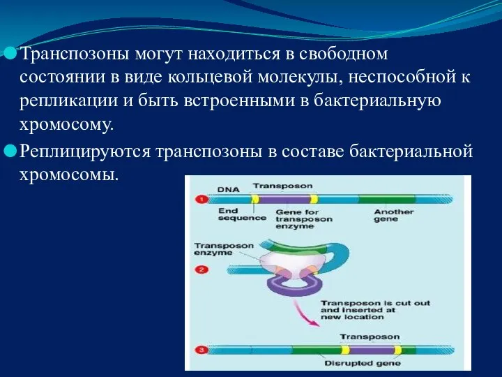 Транспозоны могут находиться в свободном состоянии в виде кольцевой молекулы, неспособной