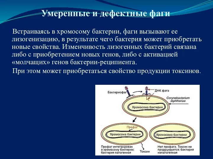 Умеренные и дефектные фаги Встраиваясь в хромосому бактерии, фаги вызывают ее