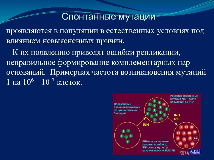 Спонтанные мутации проявляются в популяции в естественных условиях под влиянием невыясненных