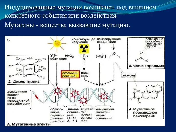 Индуцированные мутации возникают под влиянием конкретного события или воздействия. Мутагены - вещества вызвавшие мутацию.