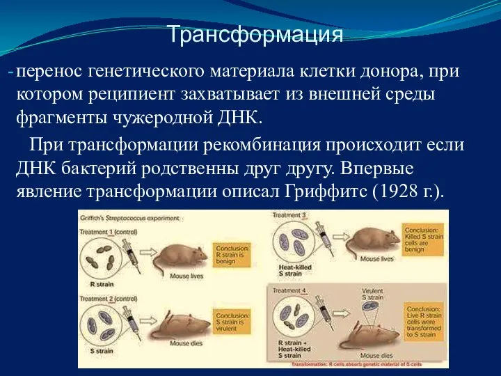 Трансформация перенос генетического материала клетки донора, при котором реципиент захватывает из