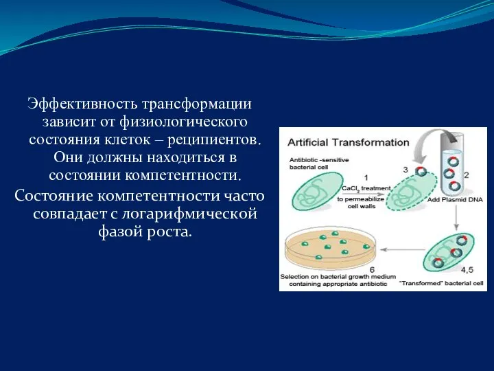 Эффективность трансформации зависит от физиологического состояния клеток – реципиентов. Они должны