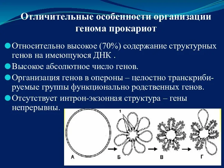 Отличительные особенности организации генома прокариот Относительно высокое (70%) содержание структурных генов