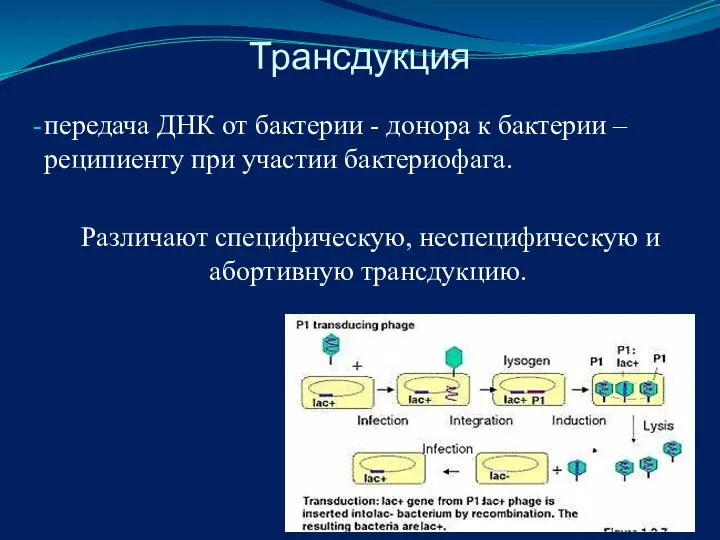 Трансдукция передача ДНК от бактерии - донора к бактерии – реципиенту