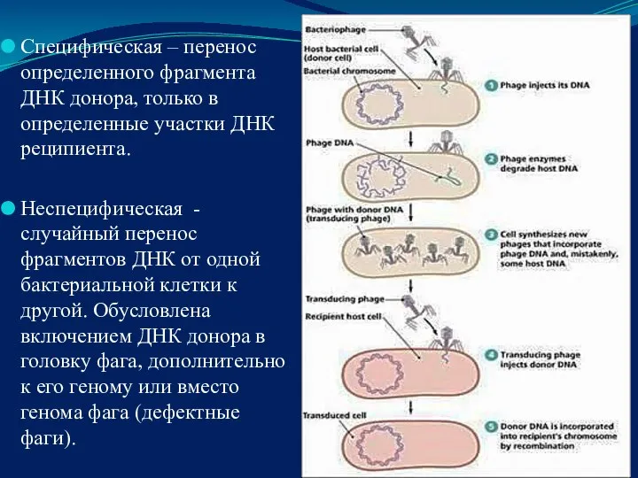 Специфическая – перенос определенного фрагмента ДНК донора, только в определенные участки