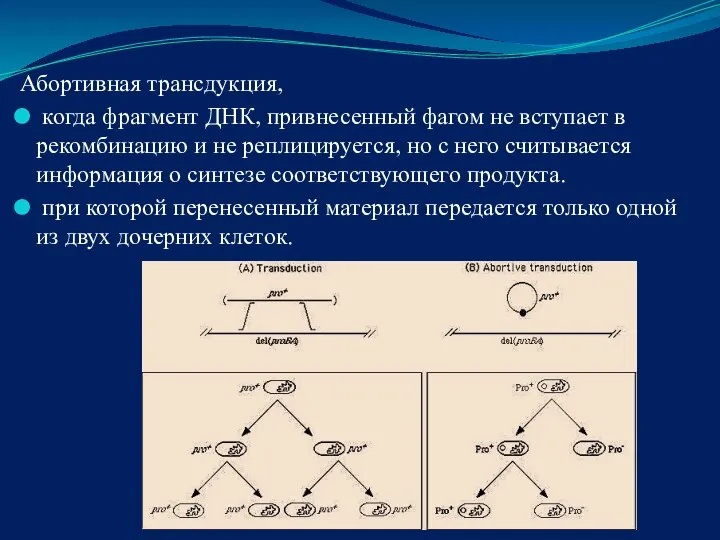 Абортивная трансдукция, когда фрагмент ДНК, привнесенный фагом не вступает в рекомбинацию