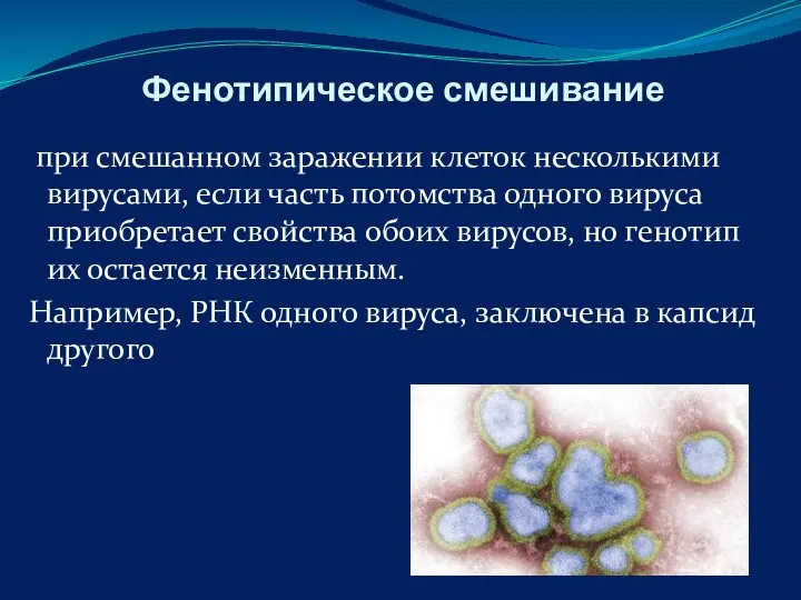 Фенотипическое смешивание при смешанном заражении клеток несколькими вирусами, если часть потомства