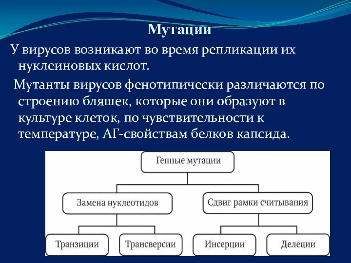 Мутации У вирусов возникают во время репликации их нуклеиновых кислот. Мутанты