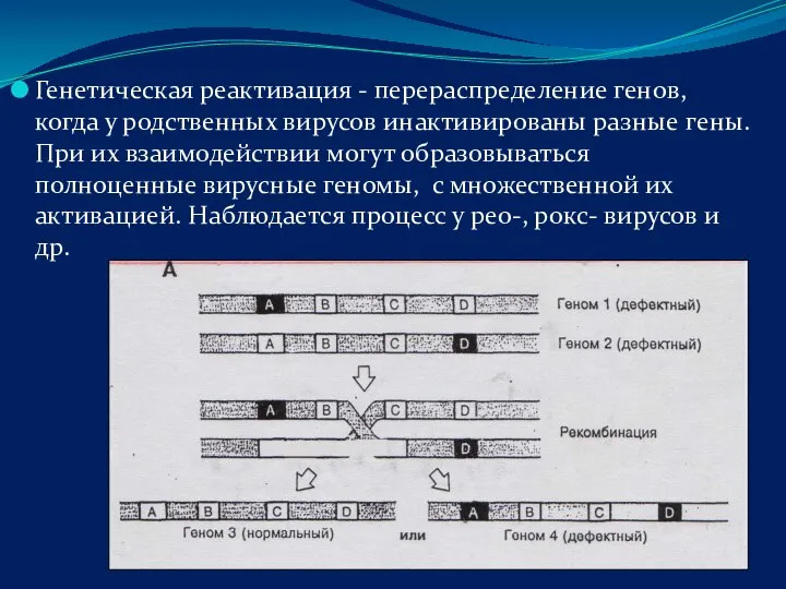 Генетическая реактивация - перераспределение генов, когда у родственных вирусов инактивированы разные