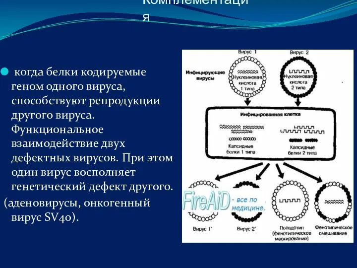 Комплементация когда белки кодируемые геном одного вируса, способствуют репродукции другого вируса.