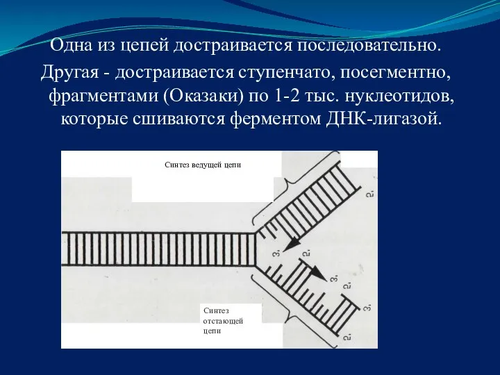 Одна из цепей достраивается последовательно. Другая - достраивается ступенчато, посегментно, фрагментами