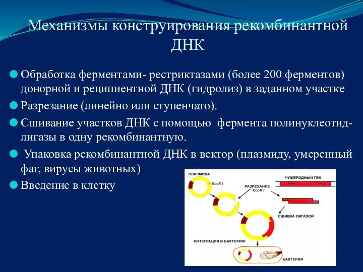 Механизмы конструирования рекомбинантной ДНК Обработка ферментами- рестриктазами (более 200 ферментов) донорной