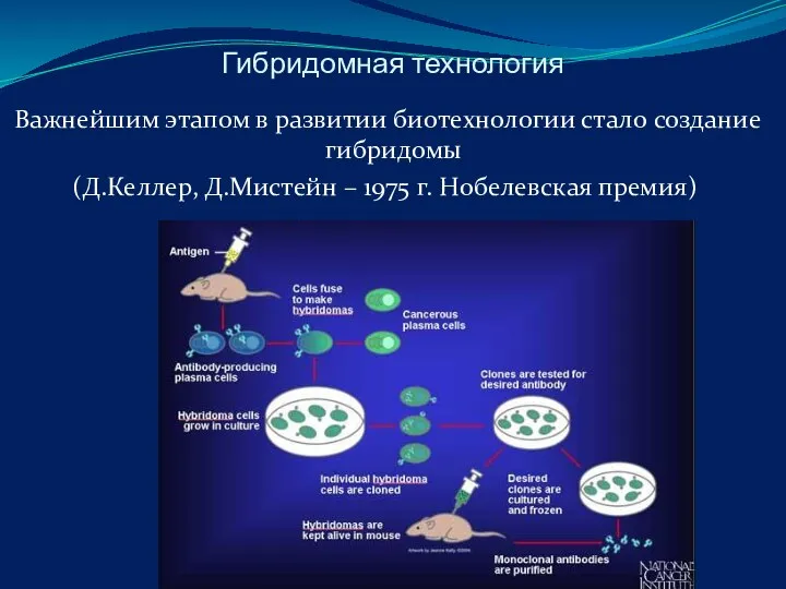 Гибридомная технология Важнейшим этапом в развитии биотехнологии стало создание гибридомы (Д.Келлер,