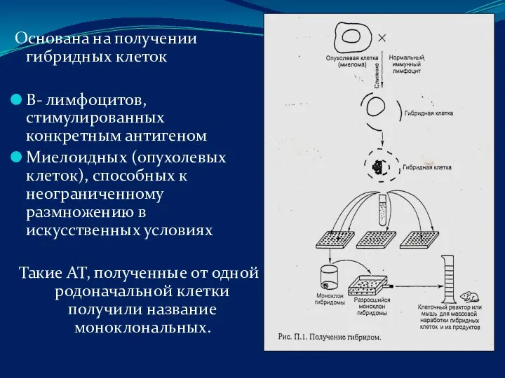 Основана на получении гибридных клеток В- лимфоцитов, стимулированных конкретным антигеном Миелоидных