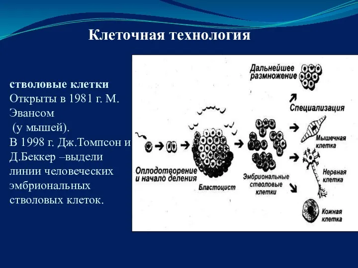 стволовые клетки Открыты в 1981 г. М. Эвансом (у мышей). В